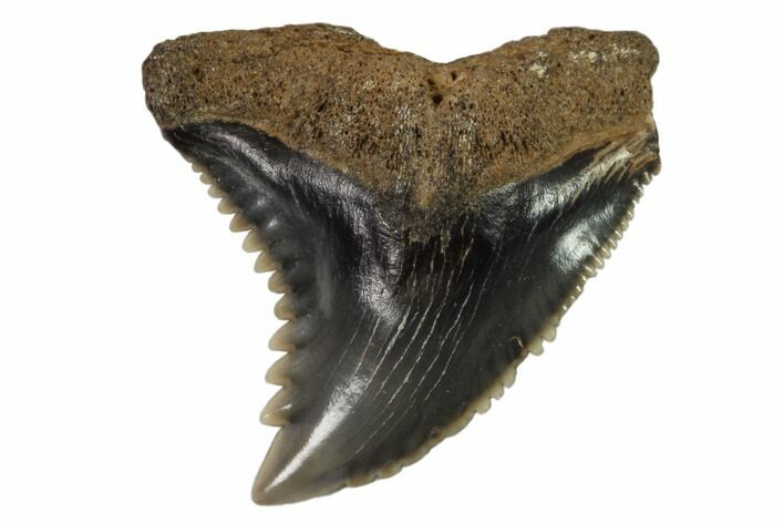 Hemipristis Shark Tooth Fossil - Virginia #102148